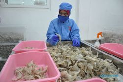 China Berminat Beli Sarang Burung Walet Indonesia Senilai Rp16 Triliun