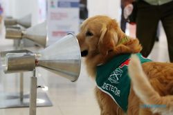 Tak Cuma Thermo Gun, Bandara Ini Pakai Anjing Untuk Deteksi Covid-19