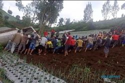 Diikat Tambang, Ratusan Orang Tarik Truk Terguling di Kebun Kol Jenawi Karanganyar