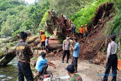 Bruk! Pohon Karet Berusia 100 Tahun di Telaga Ngebel Ponorogo Tumbang Diterpa Hujan