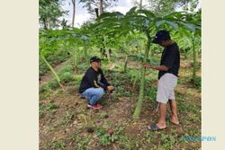 Eksperimen Petani Wonogiri Bertanam Porang: Pohon Naungan Sedang hingga Rapat Banget