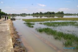 Duh, Seribuan Hektare Sawah di Klaten Terendam Banjir