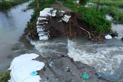 99,5 Hektare Sawah di Gantiwarno Klaten Terdampak Banjir