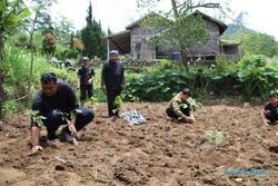 Tanam Ribuan Bibit Kopi, Petani Sidorejo Klaten Kembangkan Pertanian Kopi Organik
