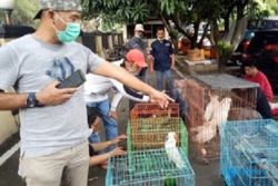 Ditangkap Di Indekos, Warga Laweyan Solo Jadi Tersangka Jual Beli Satwa Dilindungi