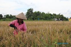 Potensi Hasil Panen Melimpah, Bupati Klaten Tolak Rencana Impor Beras