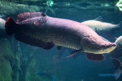 Ikan Monster Amazon Ditemukan di Pantai Florida, Amerika Siaga Spesies Invasif