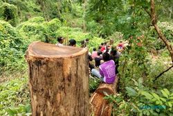 20 Pohon Ditebang, Pelaku Illegal Logging di Wisata Batu Seribu Sukoharjo Belum Ketemu