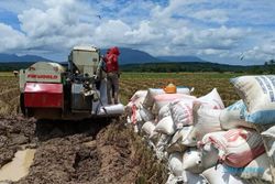 Popmasepi : Indonesia Tak Perlu Impor, Produksi Pertanian Semakin Baik