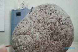 Batu Berukir Misterius Sebesar Kelapa Ditemukan di Persawahan Karanganom Klaten