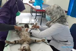 Suka Kawin, Puluhan Kucing Jantan di Madiun Dikebiri