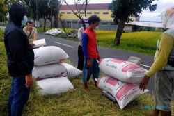 Gabah Hasil Panen Petani Kebakkramat dan Jaten Diincar Bakul Pantura