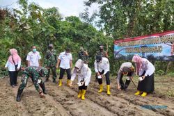 Ribuan Bibit Jagung Ditanam di Lahan Tadah Hujan Rejosari Sukoharjo