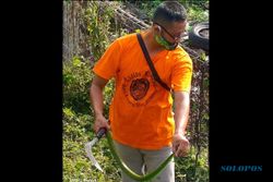Sangat Berbisa! 11 Ekor Ular Hijau Ekor Merah Ditemukan Di Lapangan Kampung Sewu Solo