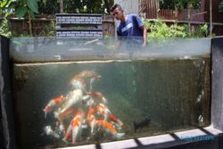 Keren! Pemuda Klaten Ini Sukses Berdayakan Santri Ponpes Berbisnis Ikan Koi