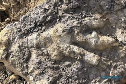 Wow! Jejak Kaki Dinosaurus Raksasa Ditemukan di Pantai Inggris
