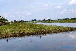275.315 Hektare Sawah Terdampak Banjir di Kudus Masih Tunggu Klaim Asuransi
