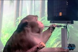 Monyet Ini Bisa Main Game dengan Pikiran karena Otaknya Ditanami Chip