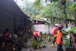 Puting Beliung di Kalijambe Sragen, 24 Pohon Tumbang, 2 Rumah Rusak