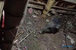 Heboh Babi Ngepet Ditangkap di Depok, Mbah Mijan Ungkap Ciri-cirinya