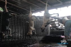Brutalnya Proses Pembunuhan Anjing Sebelum Dikonsumsi di Indonesia