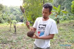 Petani Porang di Madiun Sangat Terbantu Tol Trans Jawa