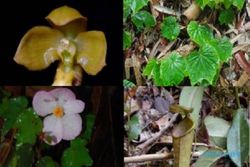 Kenali 8 Spesies Baru Tumbuhan Unik Indonesia Ini!