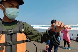 Serang Wisatawan di Parangtritis, Ubur-Ubur Api Belum Terdeteksi di Pantai Kulonprogo