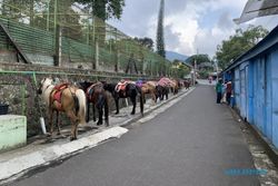 Wisatawan di Tawangmangu Ramai, Persewaan Kuda Masih Sepi Peminat
