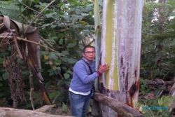 Pohon Pisang Terbesar di Dunia Ada di Indonesia, Tingginya Sampai 30 Meter
