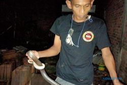 Ngeri! 2 Ular Kobra Ditemukan di Rumah Warga Klaten, Sembunyi di Genting