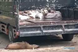 78 Ekor Anjing yang Gagal Diselundupkan Warga Sragen ke Solo Awalnya Mau Dibuat Sengsu