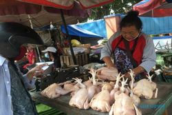 Masih Tinggi, Harga Daging Ayam di Solo Capai Rp45.000/Kg