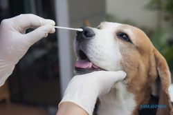 Fakta Baru Canine Coronavirus Seperti Ditemukan di Malaysia