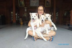 Kisah Perempuan Solo Anak Guru Besar UNS Yang Sukses Jadi Breeder Anjing Kintamani