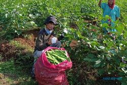 Petani Wonogiri Panen Raya Pertama Koro Pedang, Bisa Bawa Pulang Uang Segini