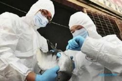 China Laporkan Kasus Pertama Zoonosis Flu Burung