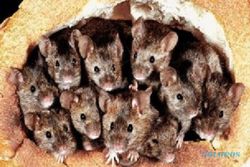Tikus Duduki Australia, Napi Diungsikan