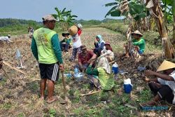 Lagi, 670 Ekor Hama Tikus Mati Dibantai Petani Miri Sragen