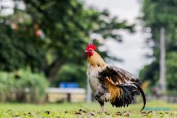 Indonesia Punya 33 Jenis Ayam Lokal, Induknya Ayam Hutan Merah Thailand