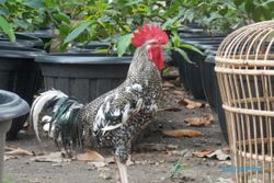 Mengenal Gama Ayam Buatan UGM: Gurih Mirip Ayam Kampung, Bobot 1,5 Kg dalam 7 Pekan