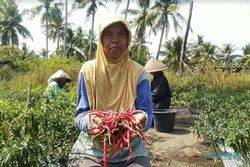 Harga Cabai Merah di Kulonprogo Anjlok Jadi Rp7500/Kg, Petani Merugi