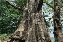 Jati Denok Jadi Pohon Jati Keramat Tertua di Kabupaten Blora