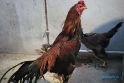 Ayam Bangkok Dicuri, Pria Ponorogo Naik Motor Kejar Pelaku yang Ternyata Pria Paruh Baya