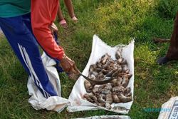 Ngeri! 11.183 Ekor Hama Tikus Mati Dibantai Petani Miri Sragen