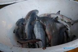 Dijual Bebas di Pasar Ikan Balekambang Solo, Bagaimana Hukum Makan Ikan Hiu dalam Islam?