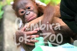 Bayi Orangutan Kalimantan Lahir di Gembira Loka Zoo
