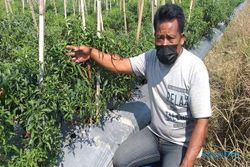 Baik Hati! Petani di Klaten Ini Bagikan Sayuran Gratis untuk Warga Terdampak Covid-19 Selama Pandemi