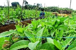 Petani Merbabu Tumpangsari Tembakau dan Sayuran