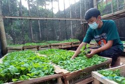 Inspiratif! Petani Muda Jatipurno Wonogiri Bagi-bagi 5.000 Bibit Sayuran untuk Warga Terdampak Covid-19